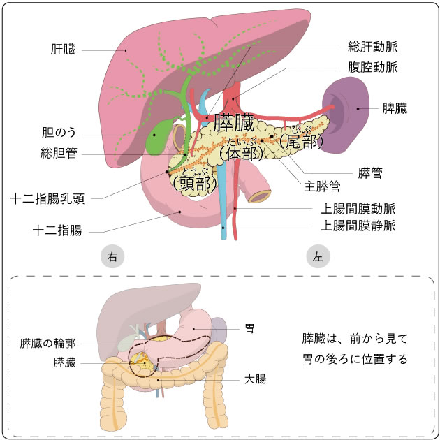 膵臓の位置と解剖